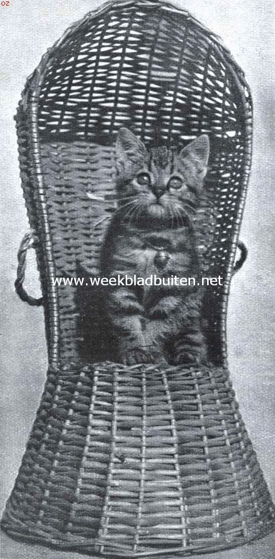 Miesje poseert