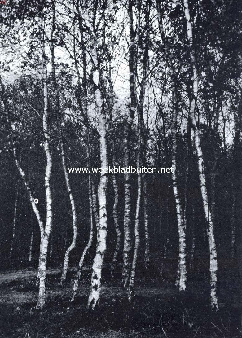 Berkenboschje
