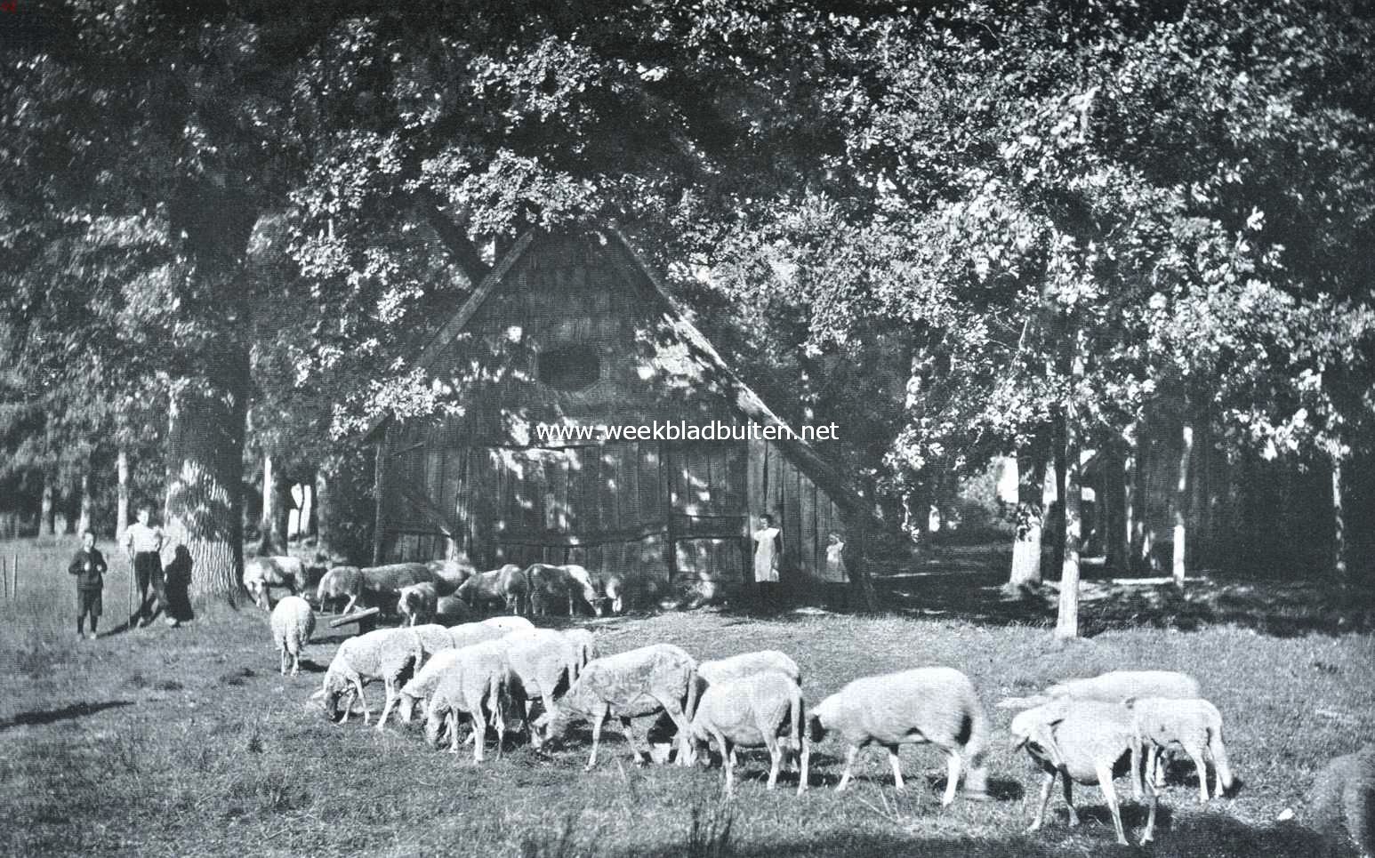 Een uithoek van Twente. Schaapskooi aan den boschrand