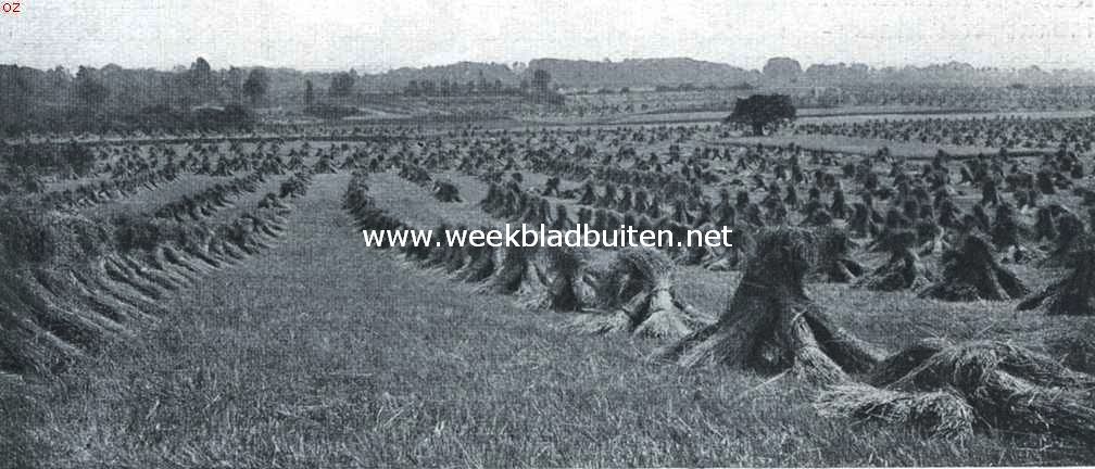 Een uithoek van Twente. De golvende esch