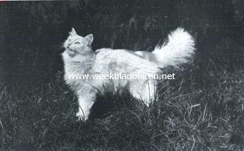 Een mooie Angora-kat