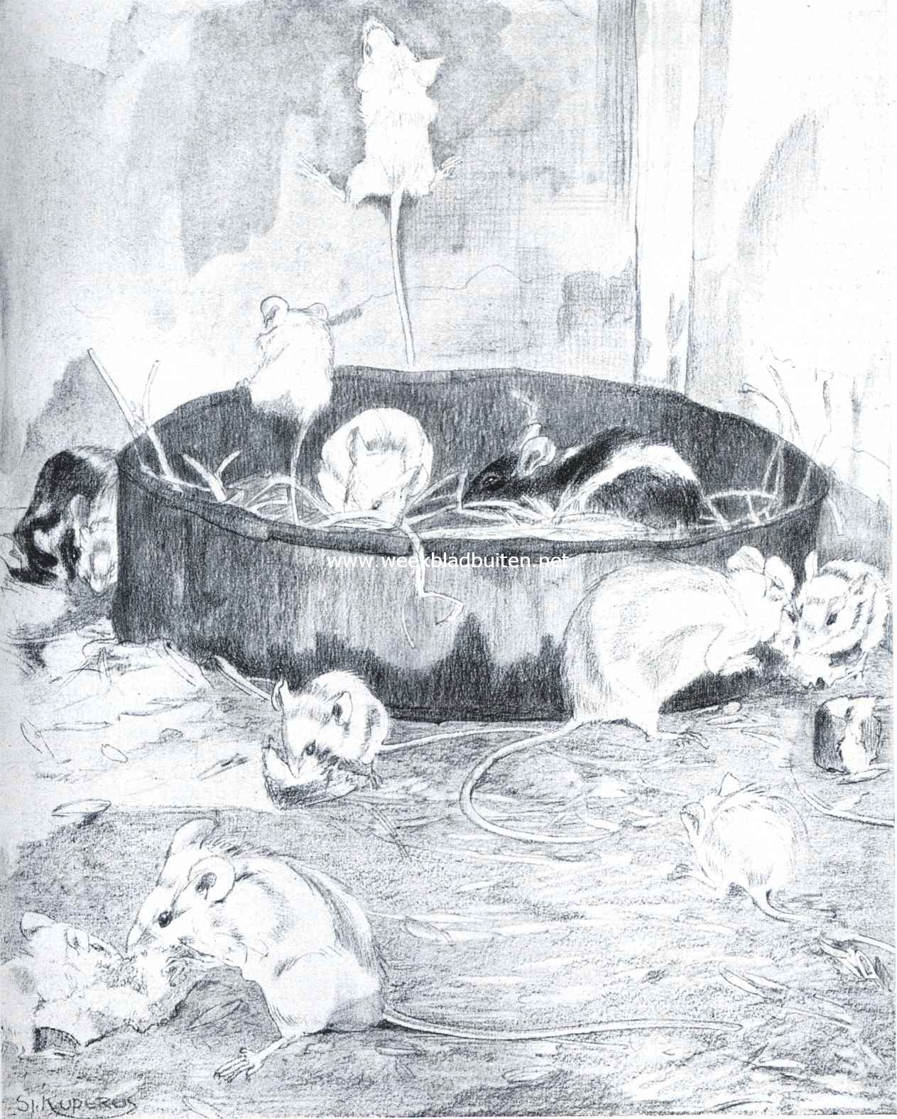Witte en bonte muizen. Naar de teekening van Sj. Kuperus