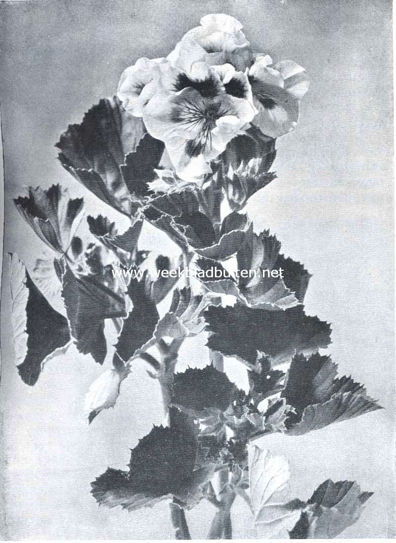 Mooie verscheidenheid van Odier Pelargonium