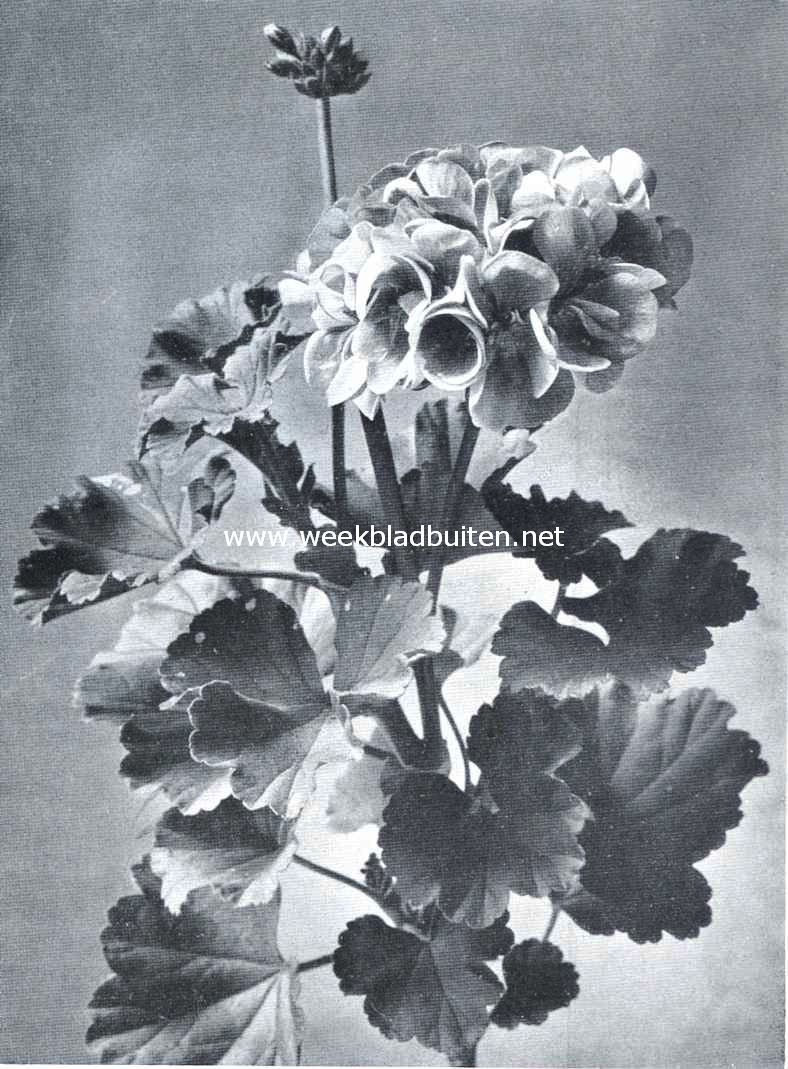Goede verscheidenheid van Pelargonium Zonale