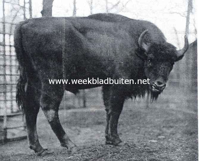 Jonge wisentstier in 