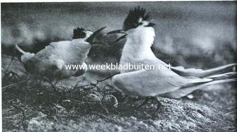 Groote sterns