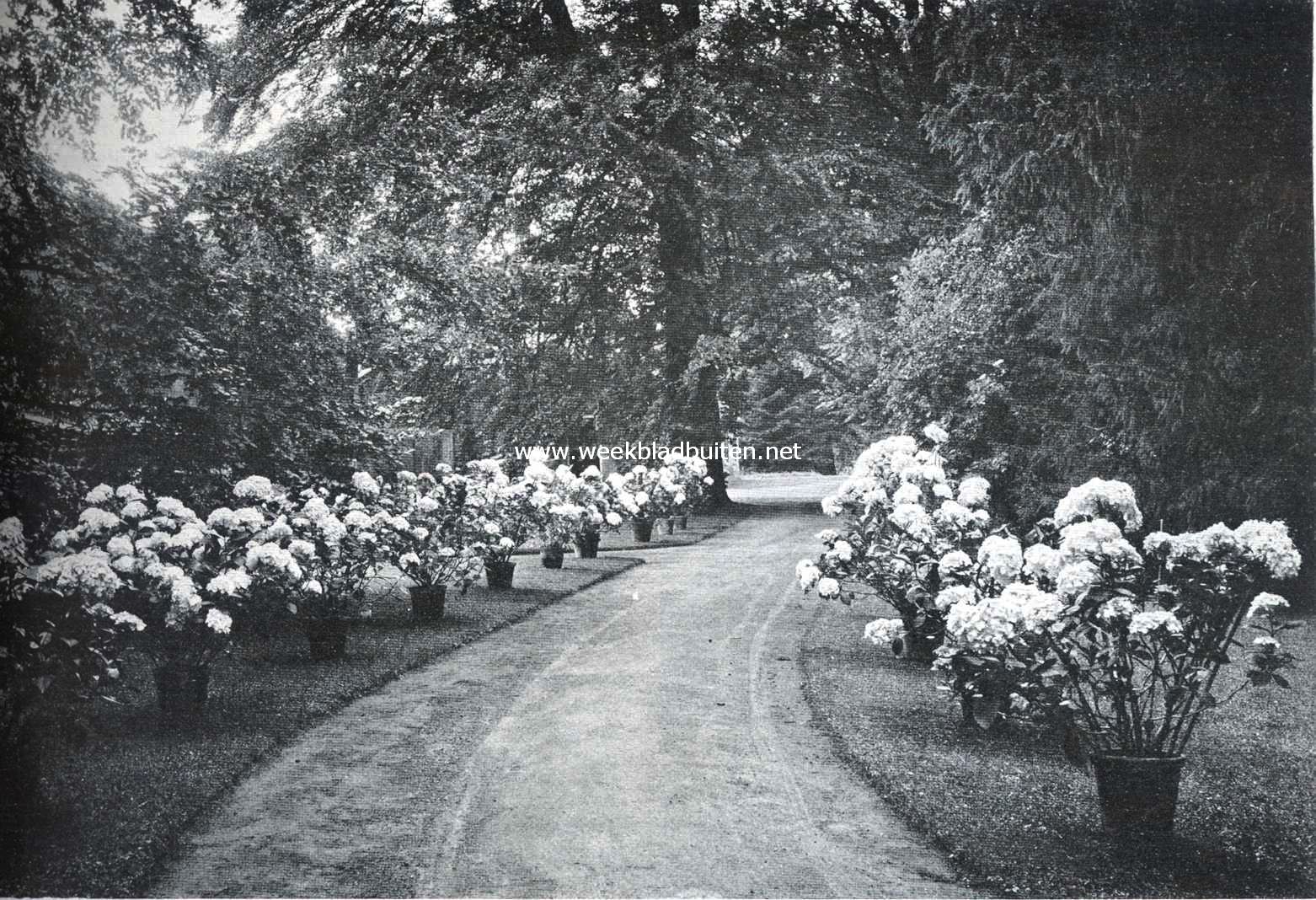 Het Huis de Haere. Laan met hortensia's op de Haere