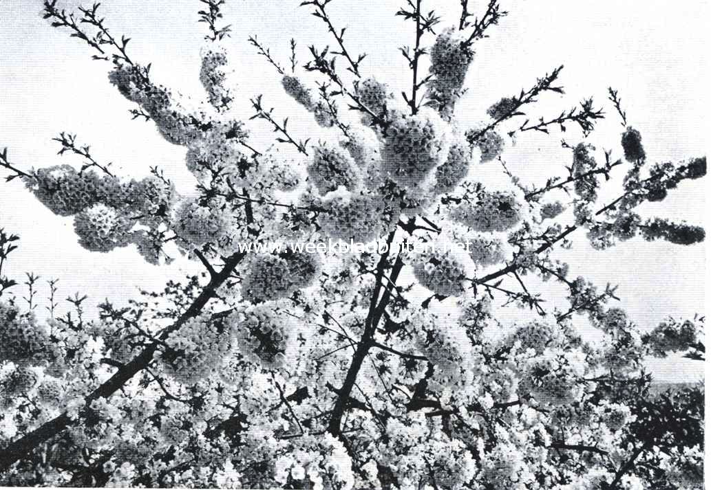 Rijk van bloesems voorziene kersetakken