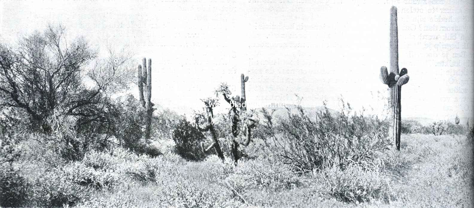 Landschap in zuidelijk Arizona met reuzencastussen