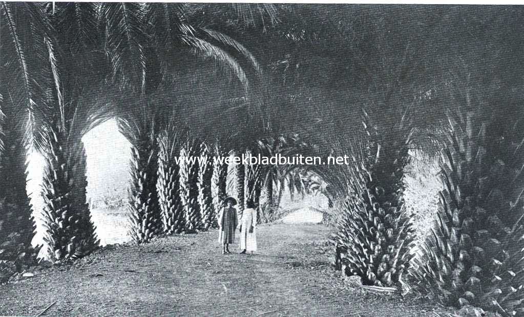 Reisindrukken van de Canarische Eilanden. Palmenlaan op een der Canarische Eilanden