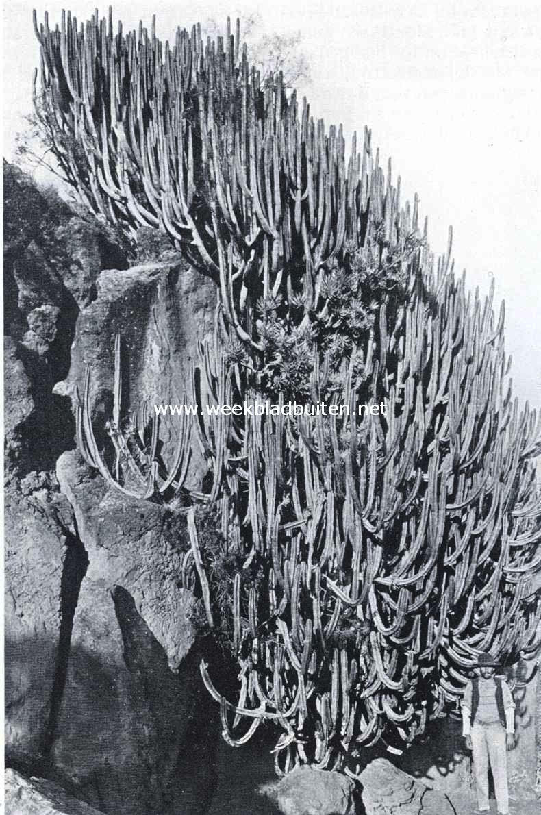 Reisindrukken van de Canarische Eilanden. Euphorbia Canariensis op de Canarische Eilanden