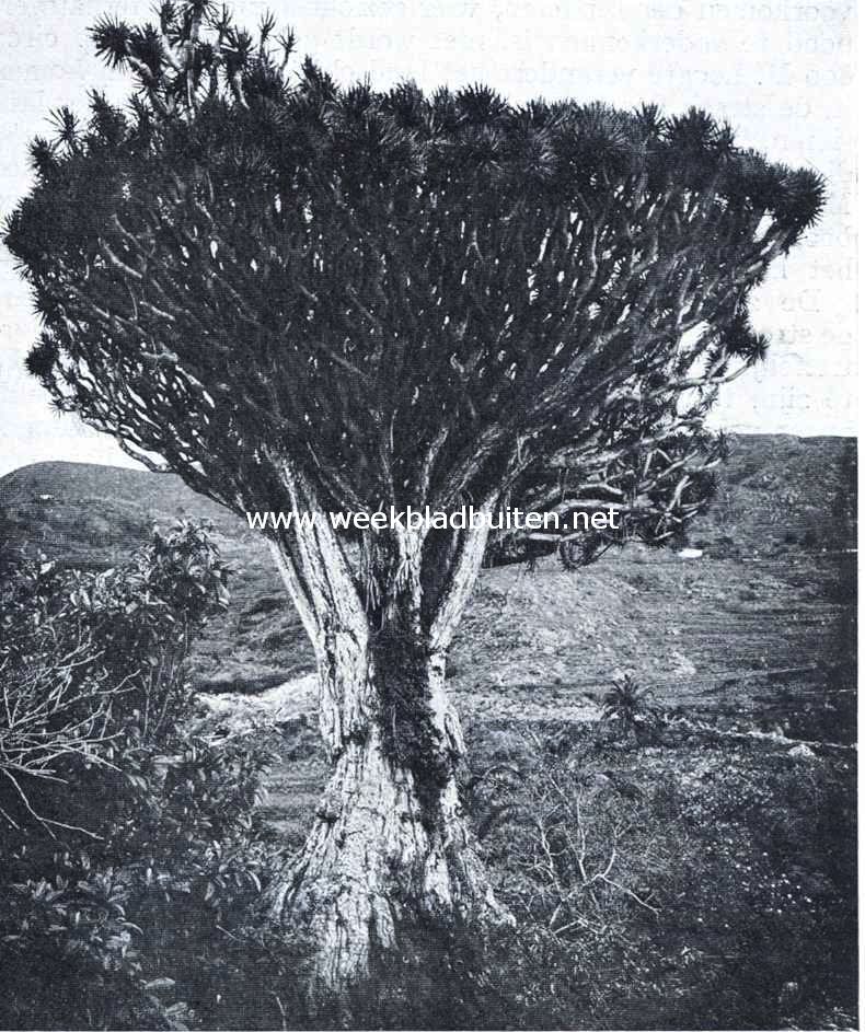 Reisindrukken van de Canarische Eilanden. Drakenboom te Icod (Tenerife)