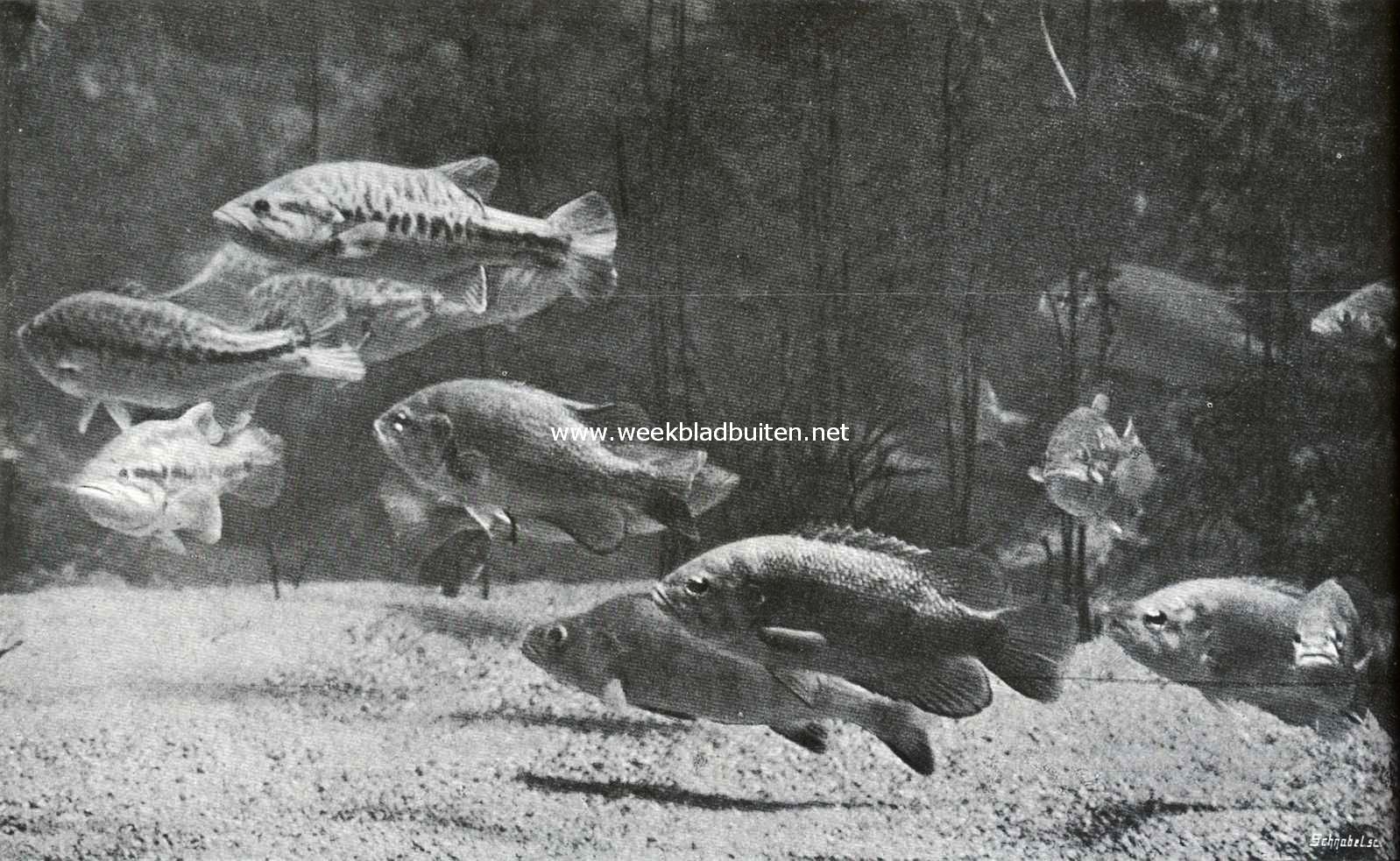 Een van Vogt's merkwaardige foto's: baars in het aquarium