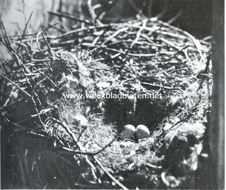Het Slot Loevestein. Kauwtjes-nest in de w.c. van Hugo de Groot. Een treffend staaltje van vogelen-zorg voor het nageslacht, en menschenzorg voor historische monumenten