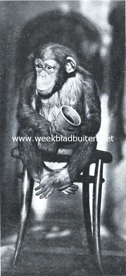 Chimpansee in 
