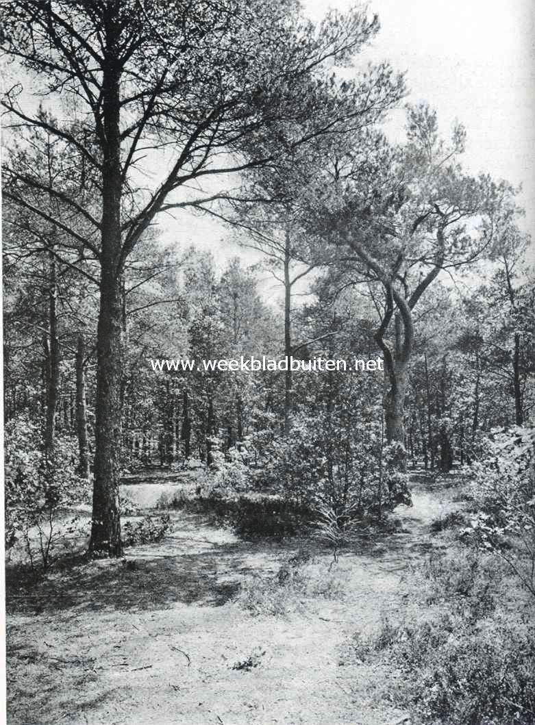 Een idyllisch plekje in het Spanderswoud, thans