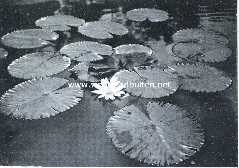 Waterlelie in de Buitenzorgschen plantentuin
