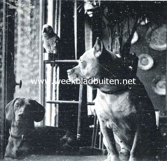 Drie huisvrienden