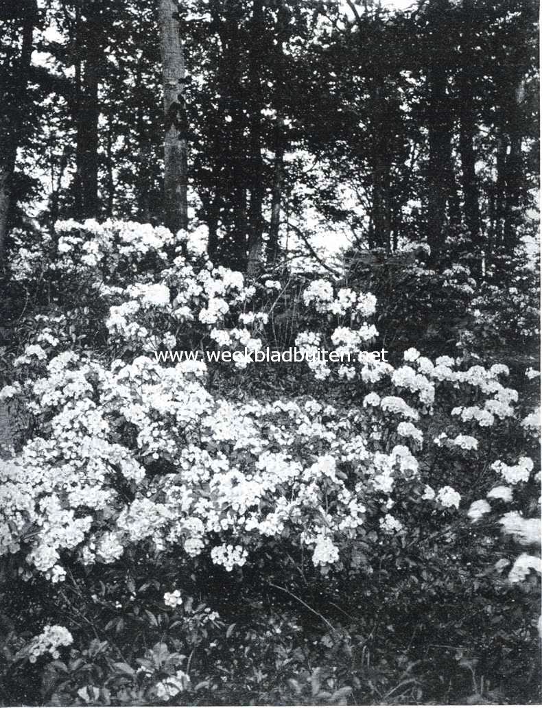 Tuinarchitectuur in Amerika. Kalmia's aan den boschrand