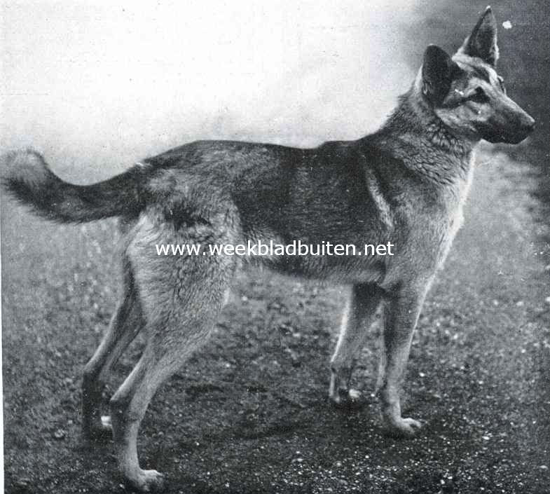 Duitsche staande herdershond
