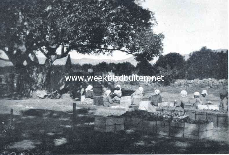 Lemoenenoogst in het Rustenburgsche