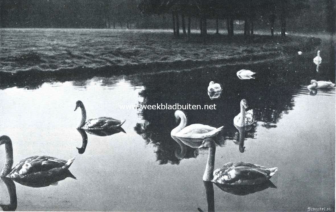 Zwanen in het Vondelpark