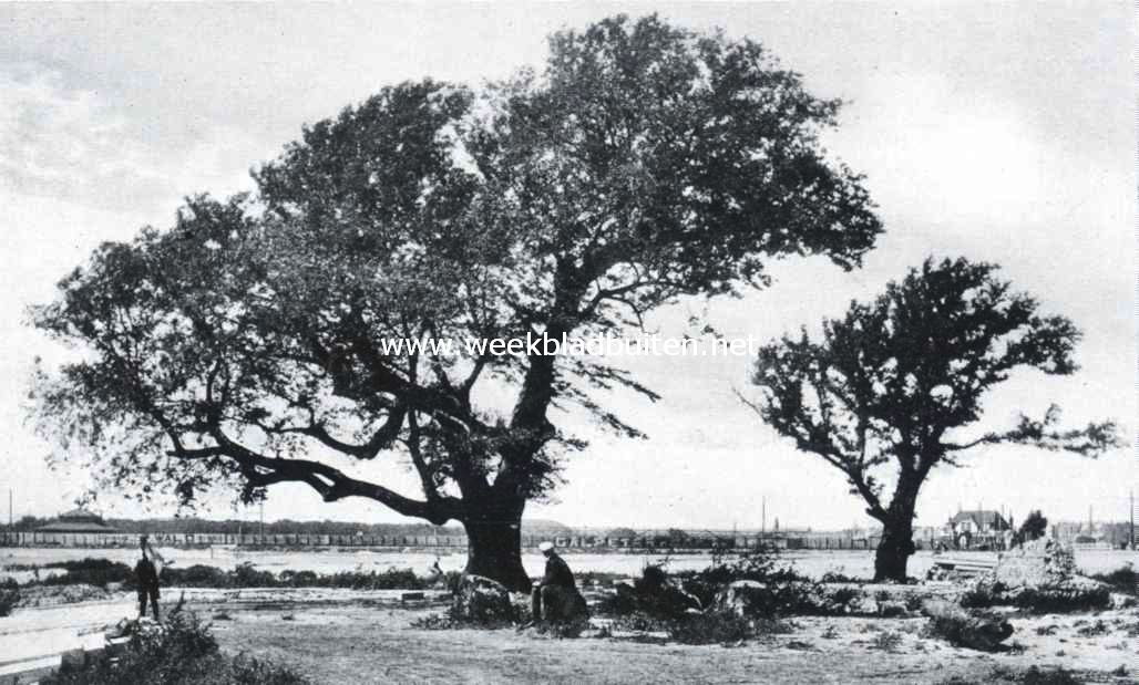 De dikste eikenboom van de hofstad, aan het einde der Beeklaan. Deze boom heeft eeuwenlang een oude boerderij gezelschap gehouden, die dateerde uit de 15de eeuw