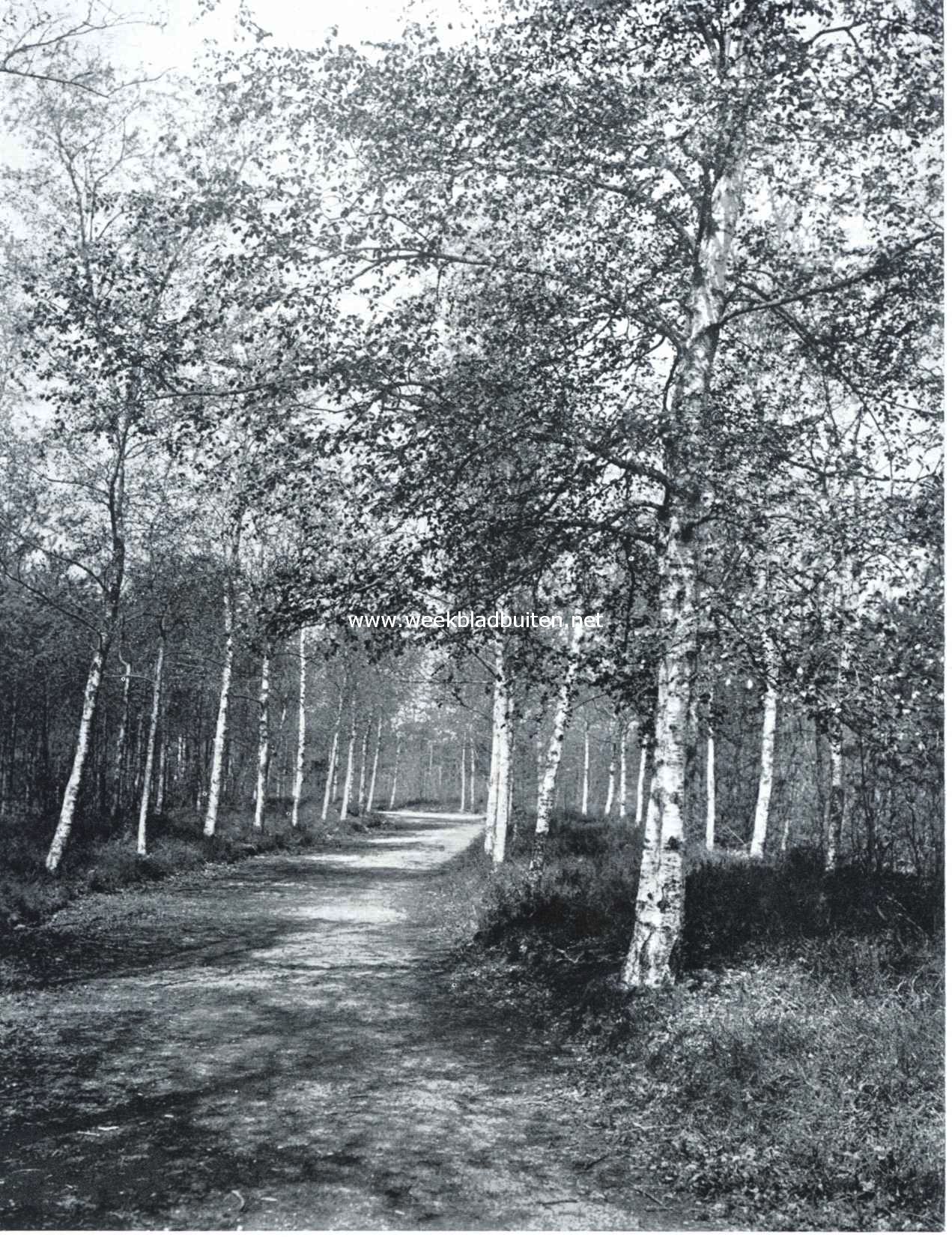 Berkenlaan bij Oud-Leusden