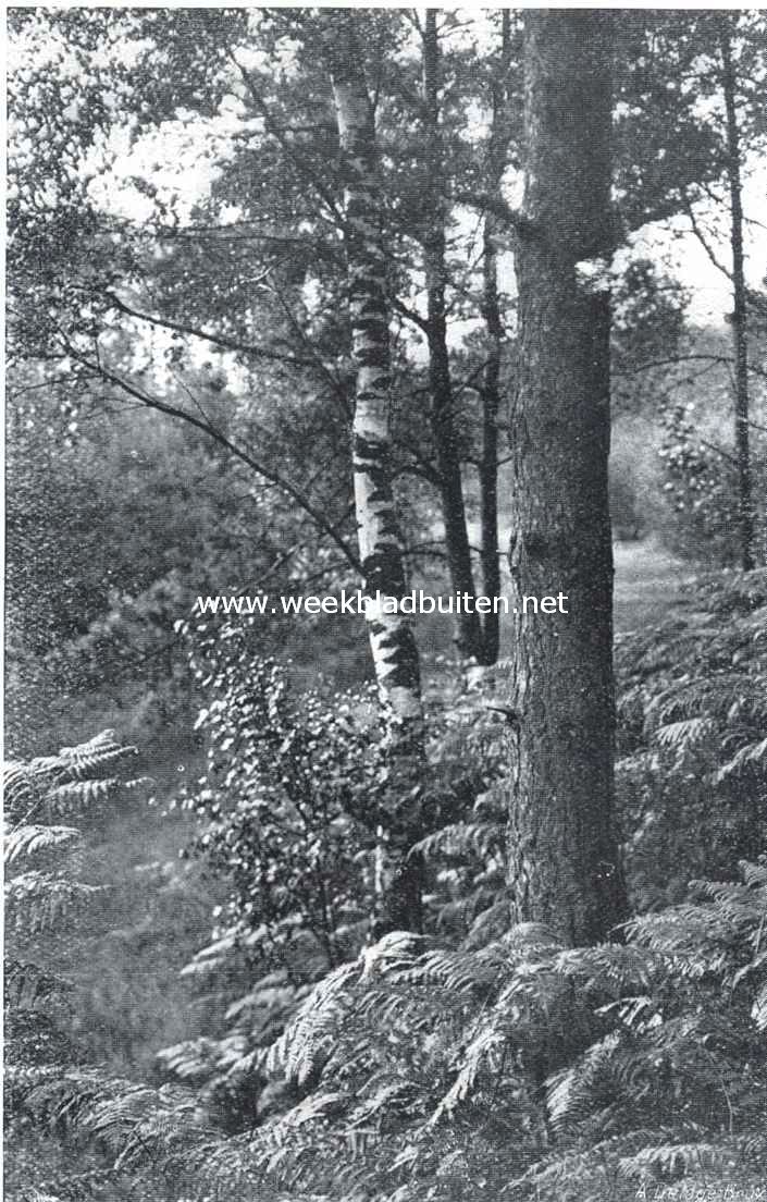 Boschplekje