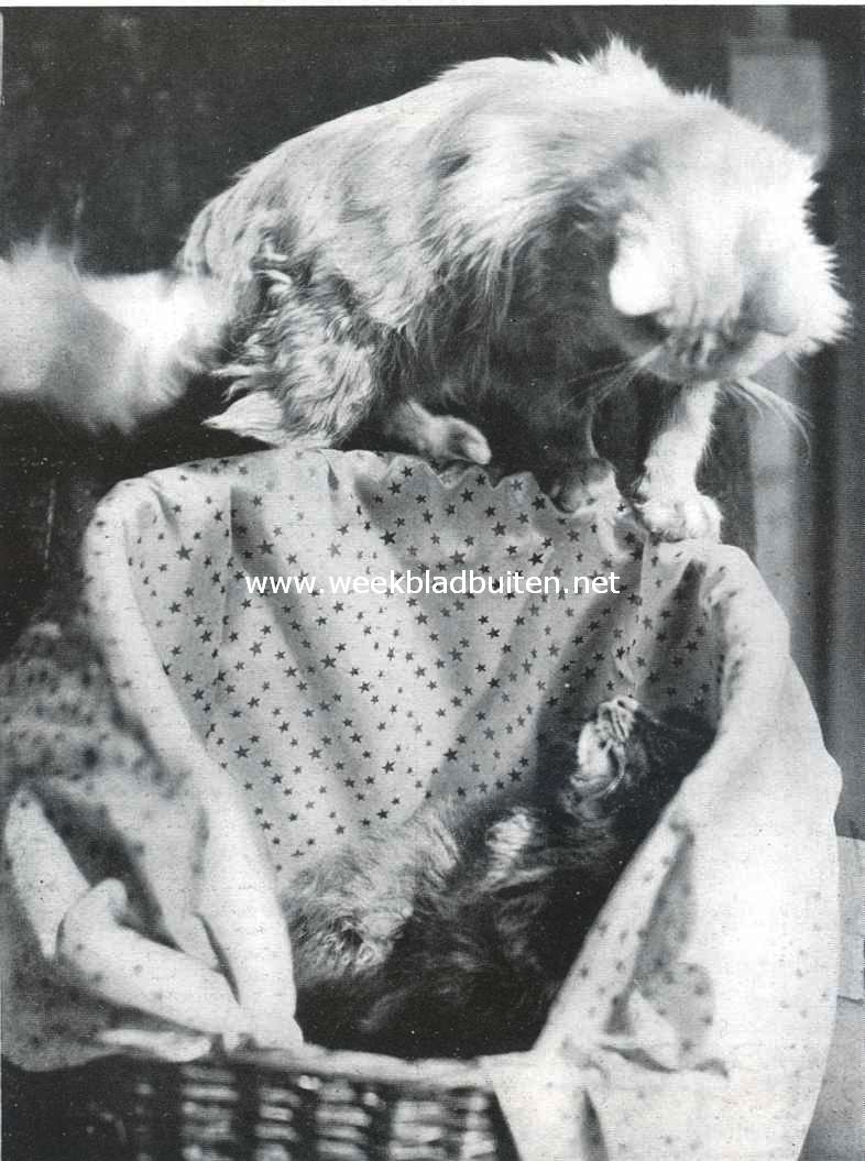 Kattenbezoek