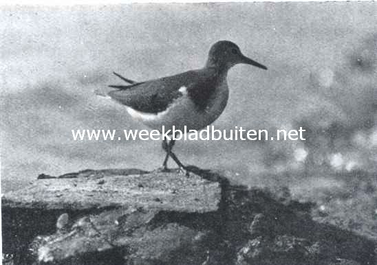 De oeverlooper