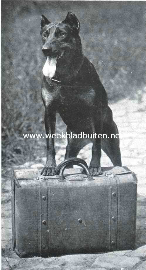 Dobermann Pinscher. 