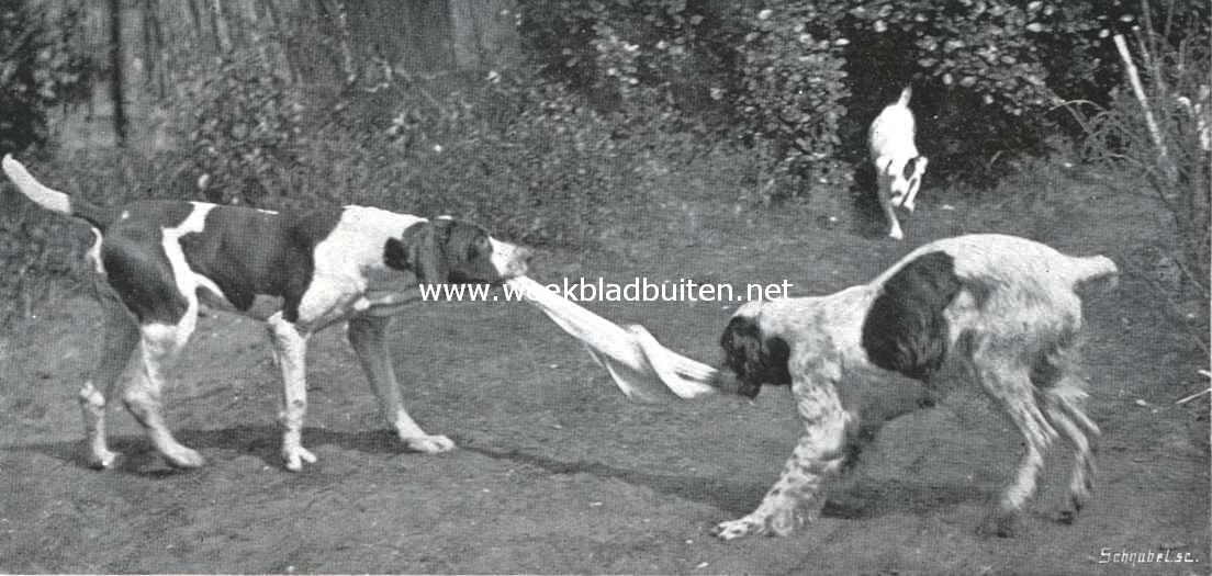 Als twee honden vechten om een been, dan loopt een derde er mee heen