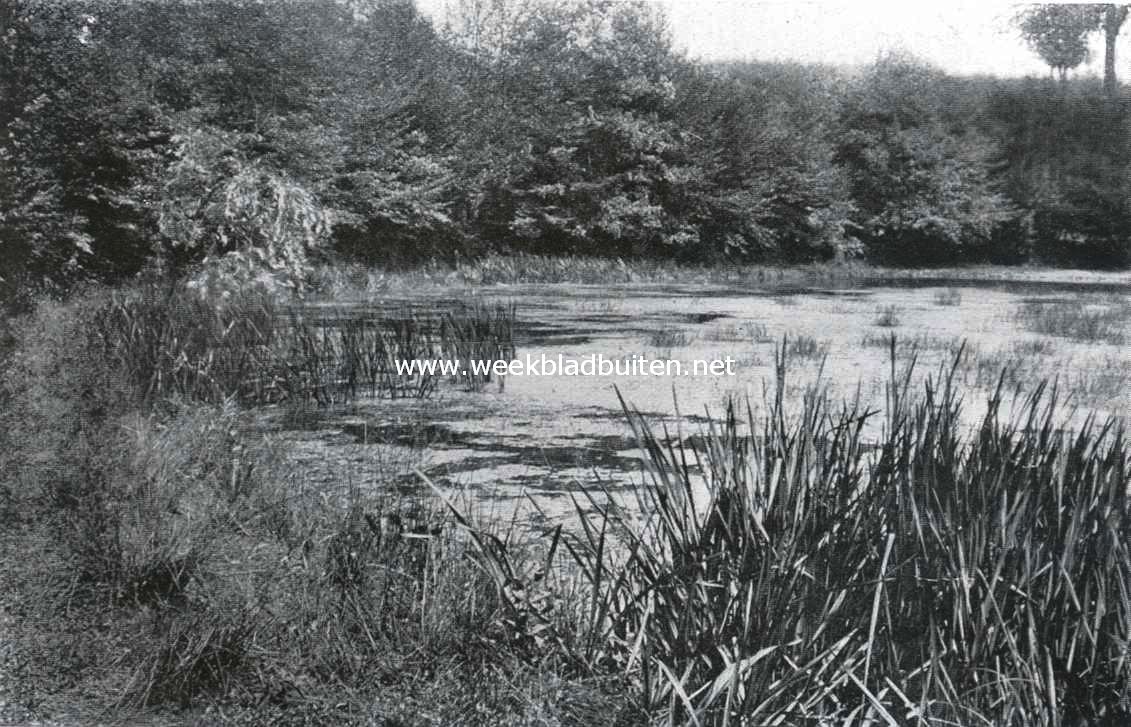 Boschvijver
