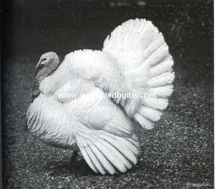 Een mooie kalkoen