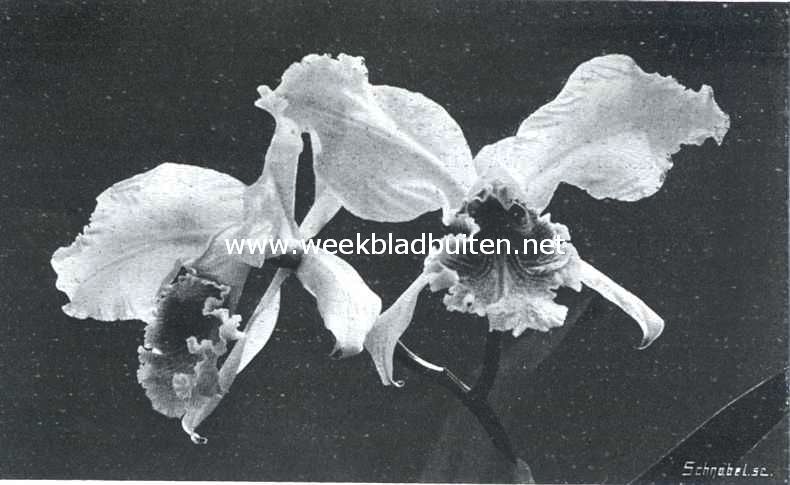 Een mooie cattleya