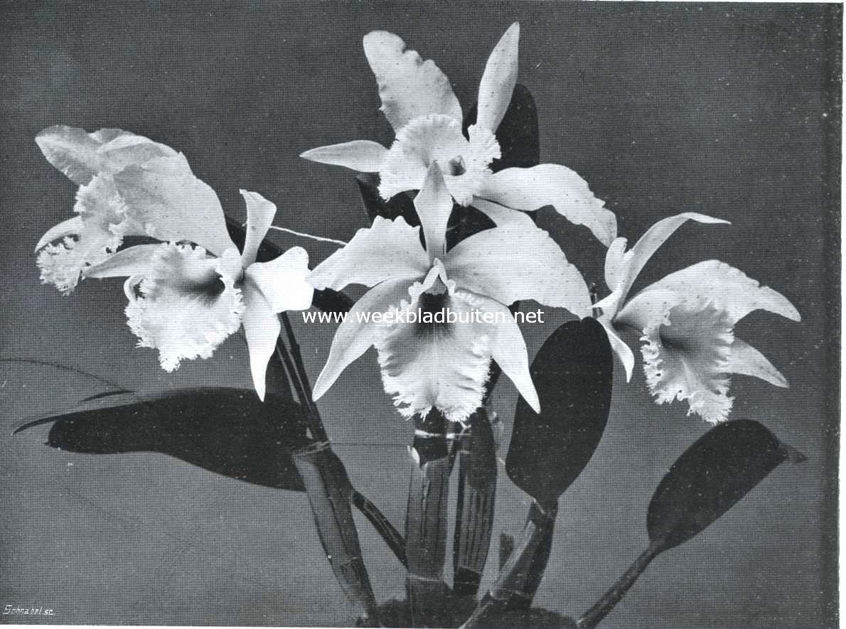 Bloeiende cattleya