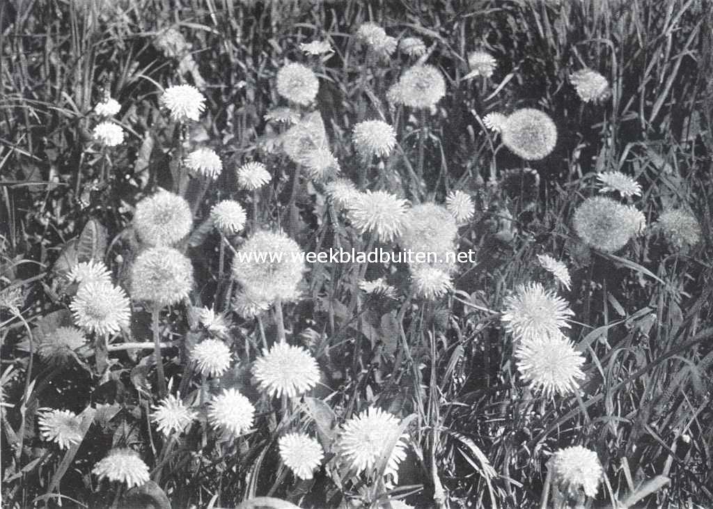 Een verschoppeling. Paardebloemen tusschen het gras