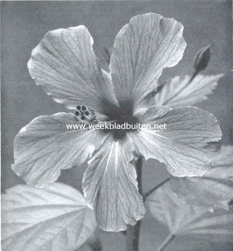 Het Chineesche Rozen-Althaeaboompje. Bloem van de Hibiscus Rosa-Sinensis L., een sierboompje uit China