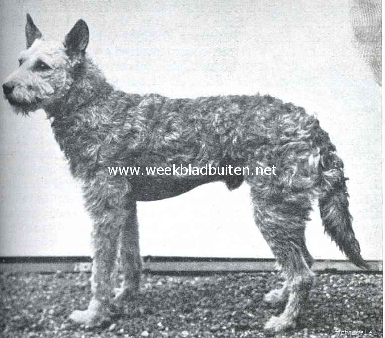 Ruwharige schaapshond