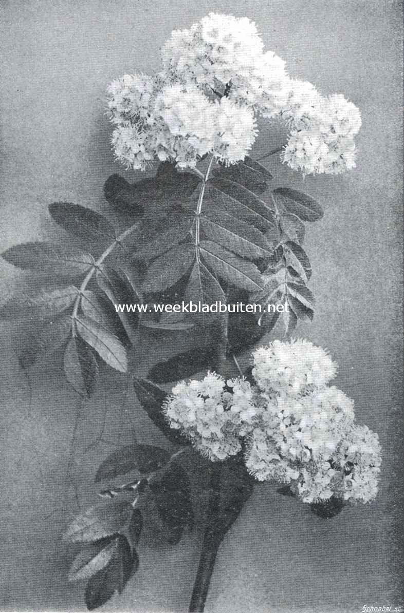 Bloeiende lijsterbes 2