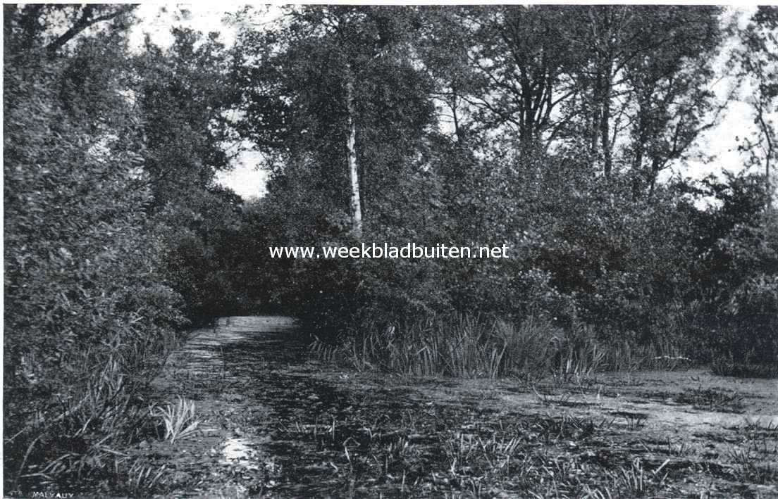Boschplekje