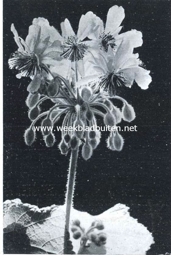Bloemen van de Sparmannia Africana