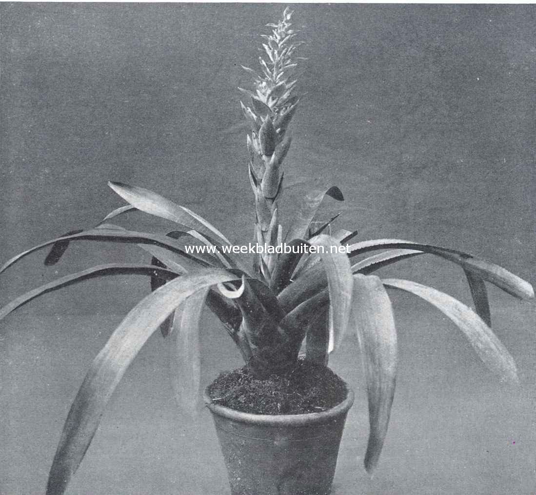Een mooie exotische plant. Een Streptocalyx Valerandii, een ananasachtige plant uit Brazili
