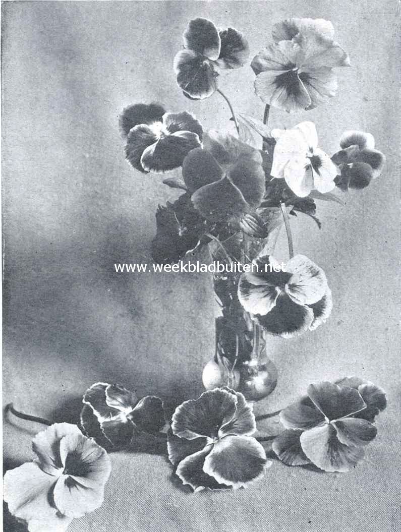 Viooltjes