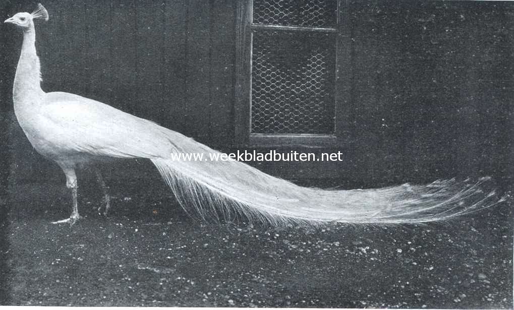 Witte pauw