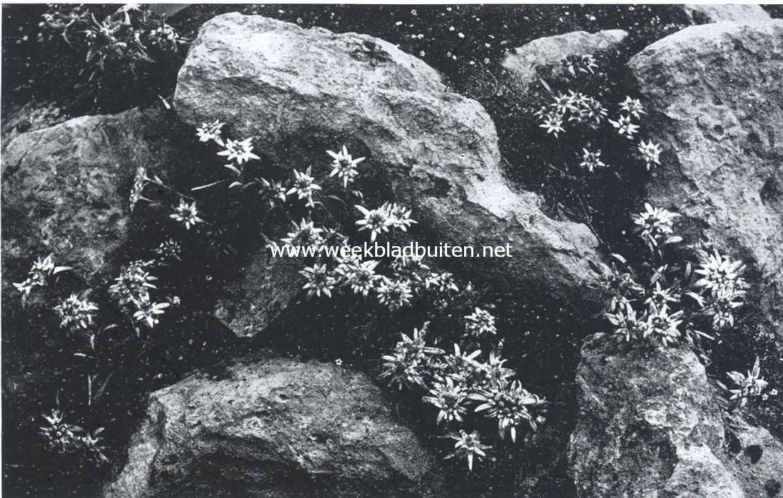 Edelweiss als rotsversiering