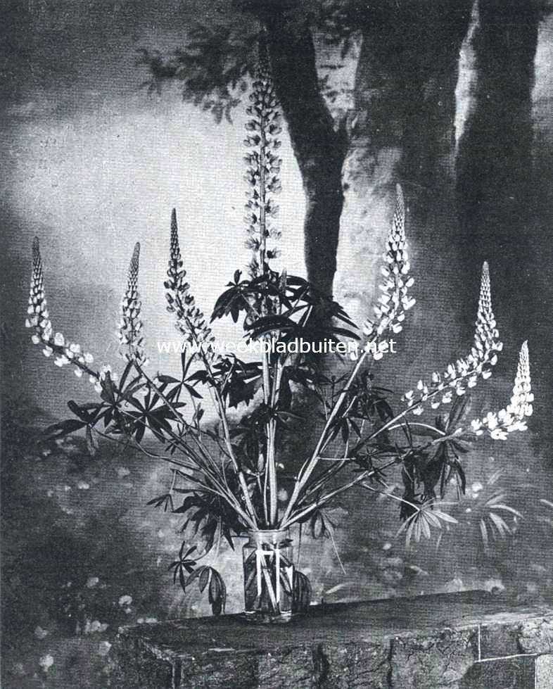 De zich oprichtende plant. Dezelfde lupine-takken na twaalf uren
