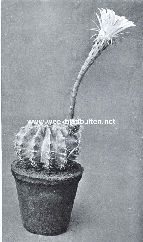 Echinopsis Tubiflora Zucc. Uit Zuid-Amerika (Brazili en Uruguay)
