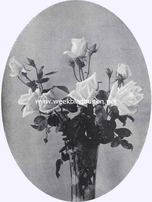 Roos Mme Jules Bouch. Uit de kweekerij van G.A.H. Buisman en Zn